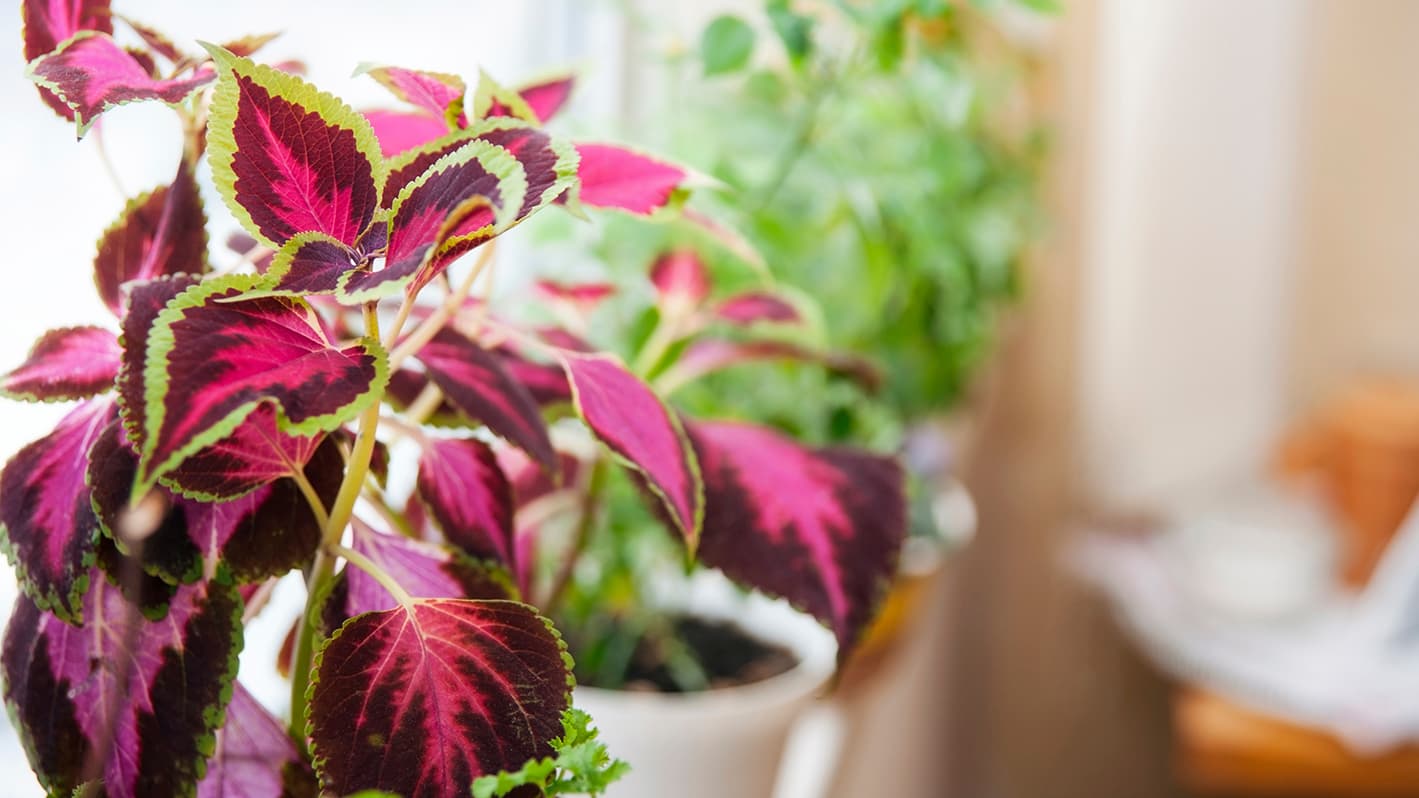 Värinokkoselle eli isokirjopeipille (Solenostemon scutellarioides) tasainen kosteus on välttämätön. (Kuva: Adobe Stock)