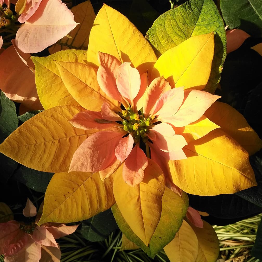 <p data-block-key="z0uhj">‘Cinnamon Star’ on joulutähtien hempeämpiä sävyvaihtoehtoja. (Kuva: Shutterstock)</p>