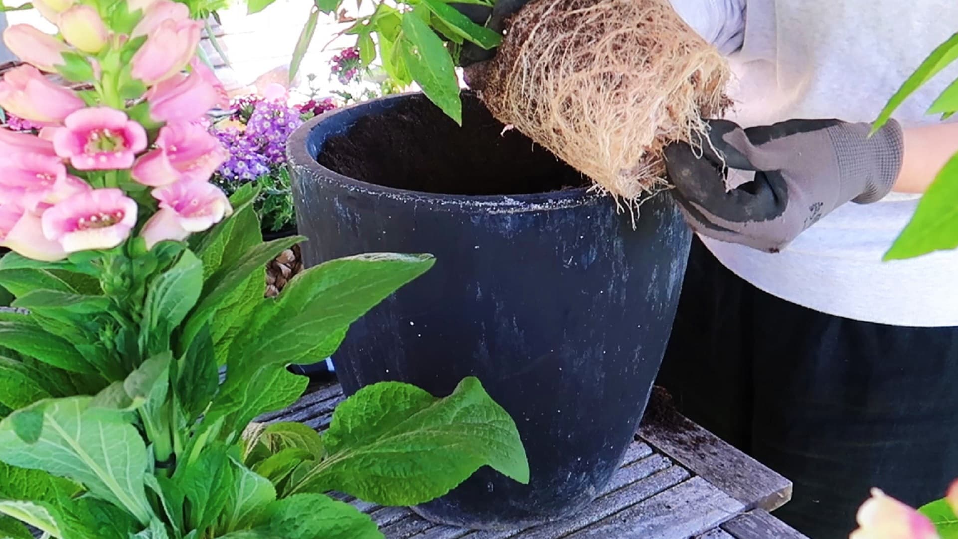 Yksikin kukka voi tarvita suuren ruukun, jos laji kasvaa kookkaaksi. Se tarvitsee ison ruukun jo siksikin, että näyttääkseen tasapainoiselta ruukun koon on oltava sopusoinnussa kasvin koon kanssa.