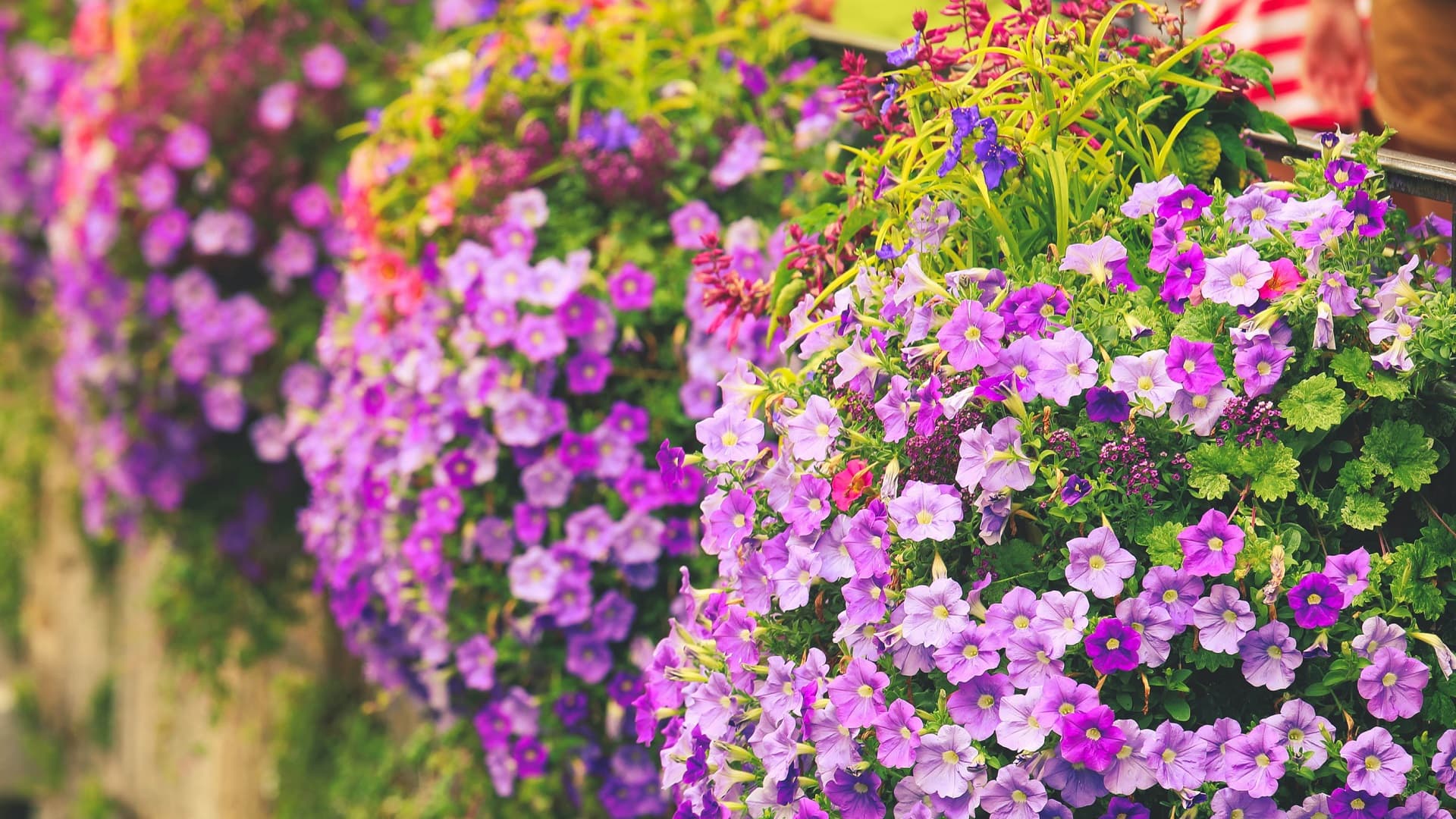 <p data-block-key="eh8of">Pikkupetunia on elävä yksilajisessa istutuksessa, koska eri ikäiset kukat ovat eri sävyisiä.</p>
