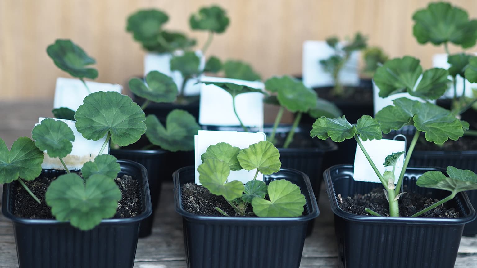 <p data-block-key="janfz">Pelargonin kasvatus siemenistä vie aikaa, mutta palkitsee. (Kuva: Shutterstock)</p>