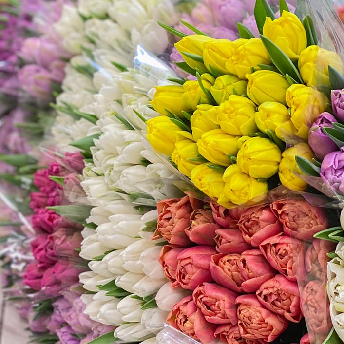 <p data-block-key="qzuyx">Tulppaanien valtava lajikevalikoima näkyy kukkien väreissä, muodoissa ja terälehtien rakenteessa. (Kuva: Shutterstock)</p>