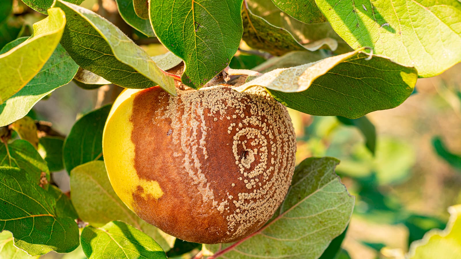 Muumio-omena.jpg