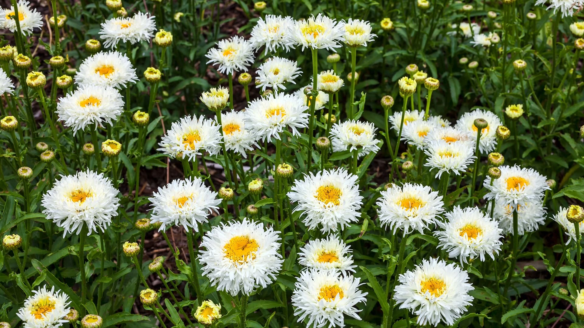 Isopäivänkakkara Leucanthemum x superbum