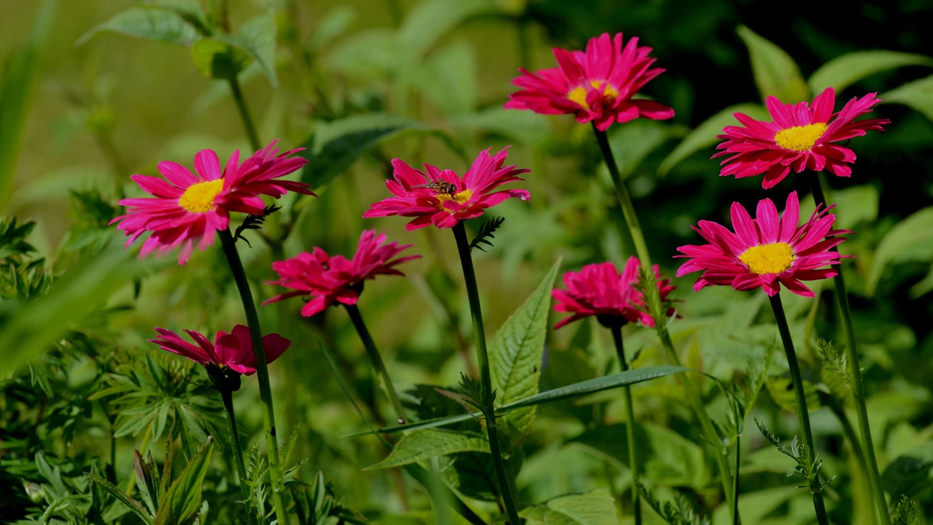 Punapäivänkakkara Tanacetum coccineum