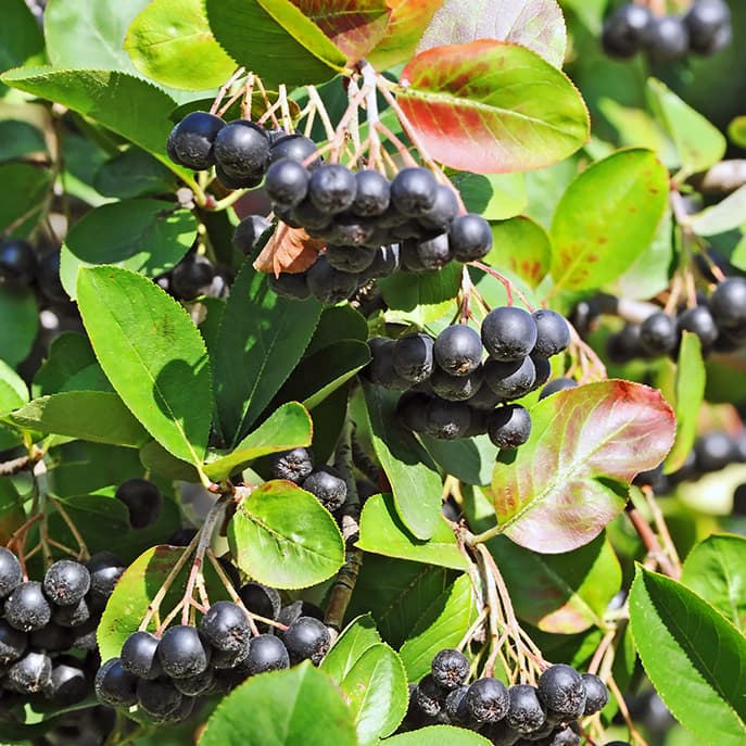 <p data-block-key="t3yjd">Koristearonia (Kuva: Shutterstock)</p>