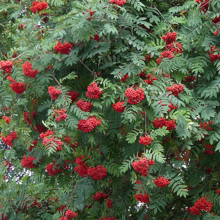 <p data-block-key="gl5hv">Kotipihlaja (Sorbus aucuparia) (Kuva: Shutterstock)</p>