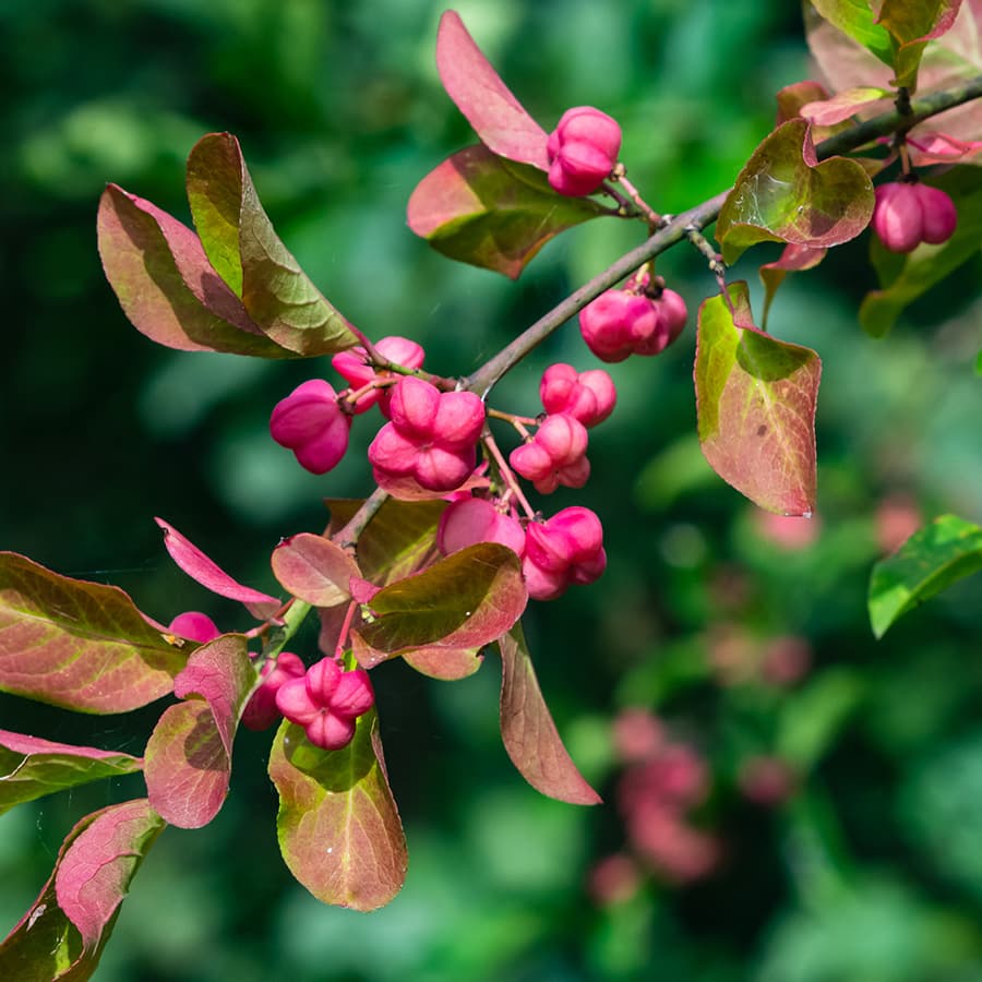 <p data-block-key="sdple">Euroopansorvarinpensas (Euonymus europaeus) (Kuva: Shutterstock)</p>