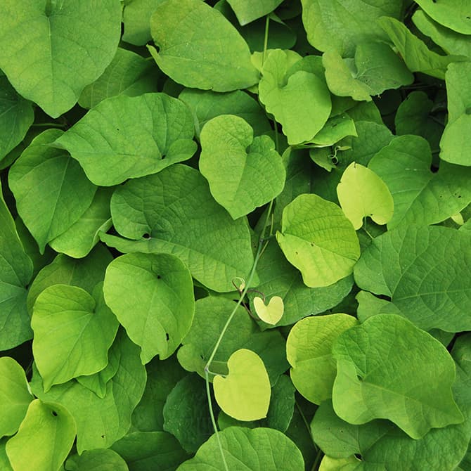 <p data-block-key="6ge9e">Lännenpiippuköynnös (Aristolochia macrophylla) (kuva: Shutterstock)</p>