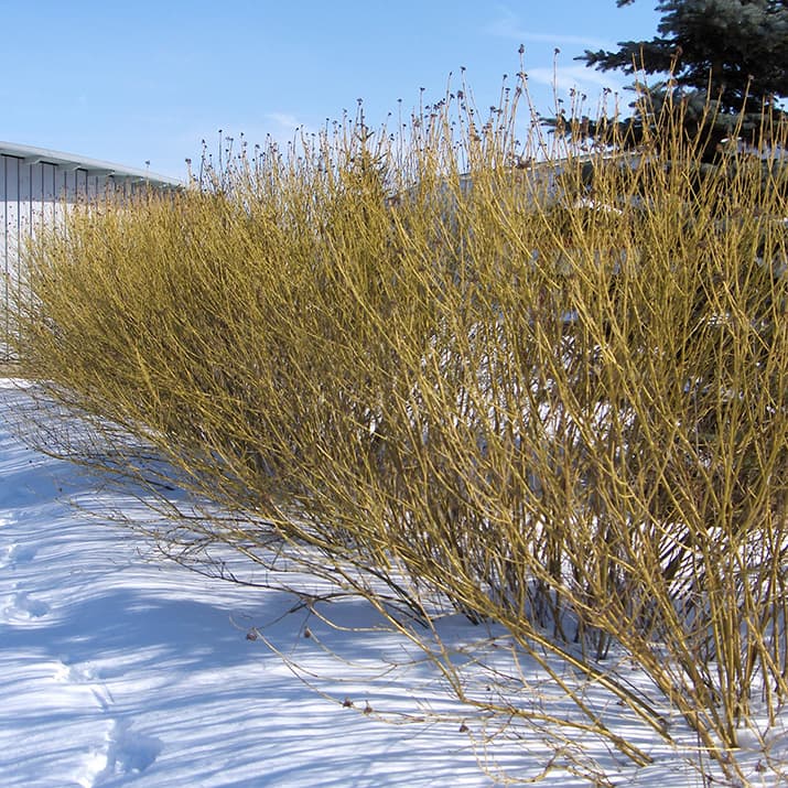 <p data-block-key="ufatm">Keltaoksakanukka (Cornus alba subsp. stolonifera'Flaviramea') (Kuva: Puutarha.net)</p>
