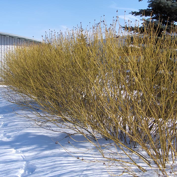 <p data-block-key="kkpfo">Keltaoksakanukka (Cornus alba subsp. stolonifera&#x27;Flaviramea&#x27;) (Kuva: Puutarha.net)</p>