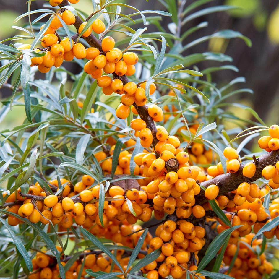 <p data-block-key="gnyyv">Tyrni (Hippophae rhamnoides) (Kuva: Shutterstock)</p>