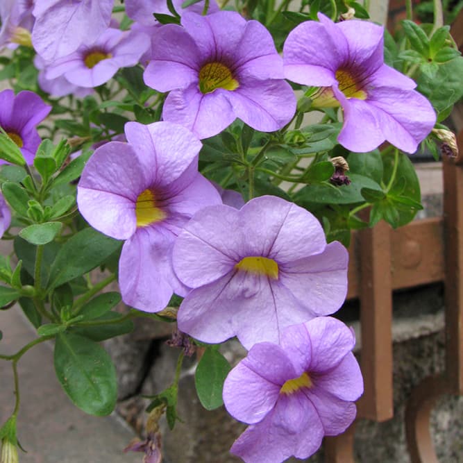 <p data-block-key="jp4ps">Miljoonakello (Petunia) (Kuva: Puutarha.net)</p>