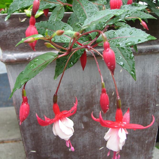 <p data-block-key="jawjm">Verenpisara (Fuchsia) (Kuva: Puutarha.net)</p>