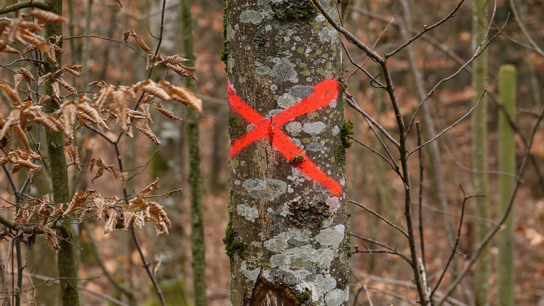 <p data-block-key="s009x">Kaadettava puu kannattaa merkitä selkeästi. (Kuva: Shutterstock)</p>