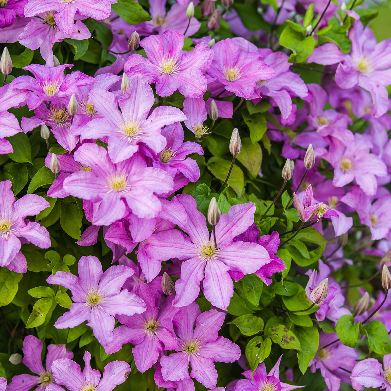 <p data-block-key="40eh8">Clematis alpina (Kuva: Shutterstock)</p>