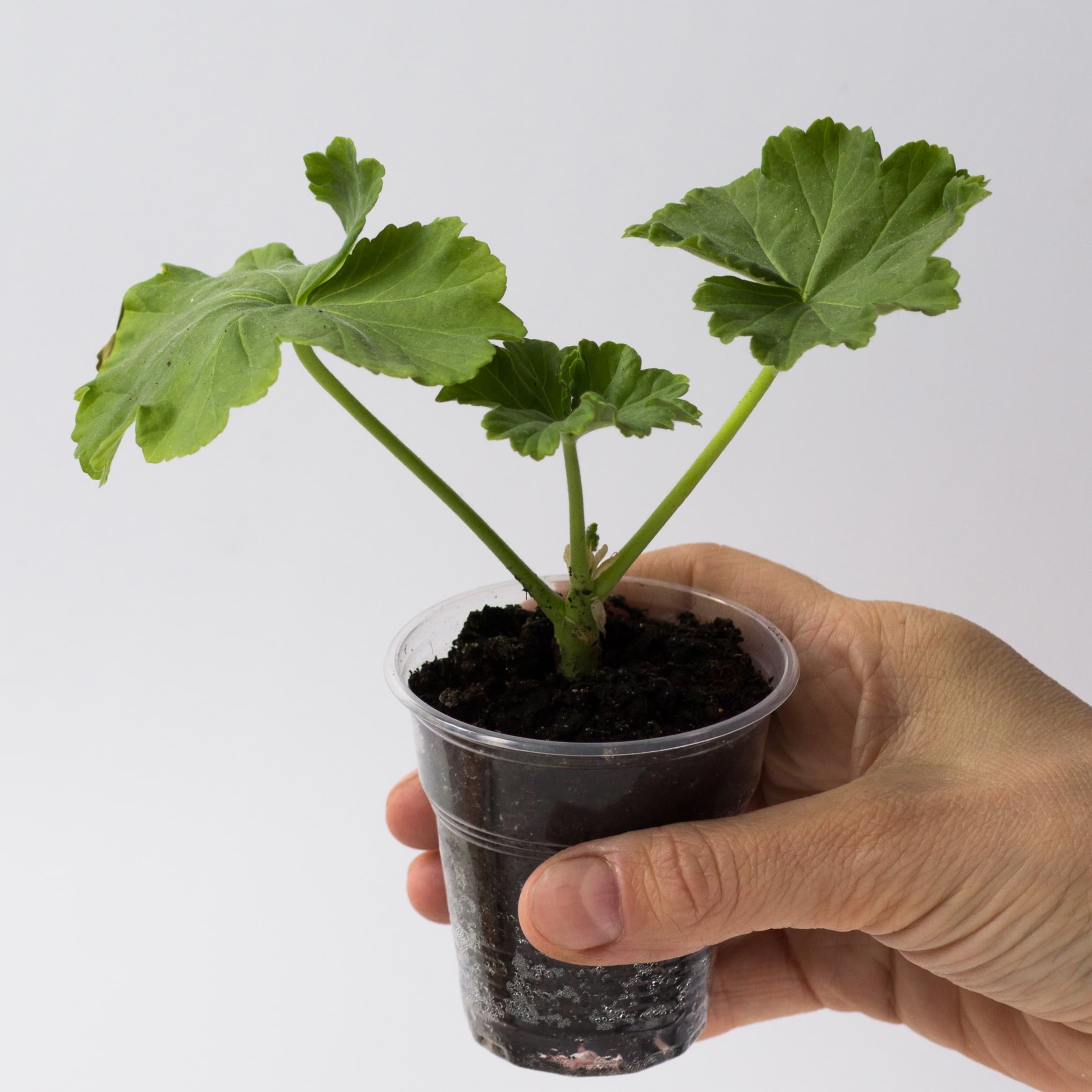 <p data-block-key="ptpkz">Pelargonipistokas. (Kuva: Shutterstock)</p>