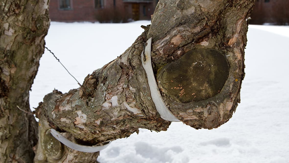 Tuen on oltava kasvun mukaan säädettävä, ettei puu tämän yksilön tavoin pääse kuristumaan. (Kuva: Puutarha.net)