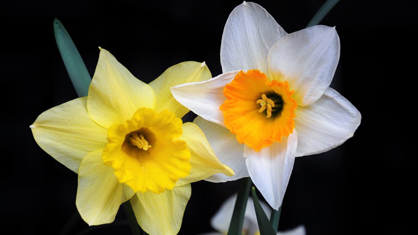 <p data-block-key="b7en3">Keltanarsissi eli pääsiäislilja (Narcissus pseudonarcissus) ja valkonarsissi (Narcissus poëticus). (Kuva: Pixabay)</p>