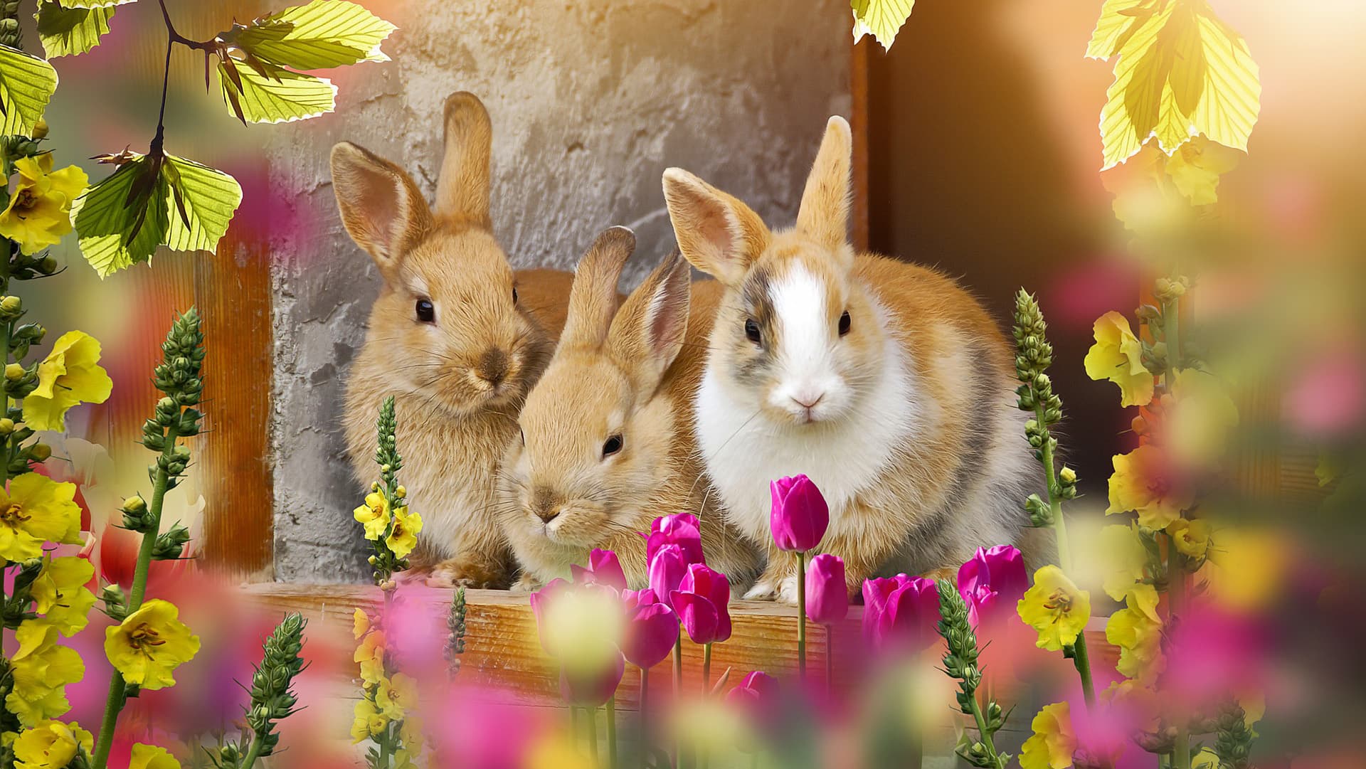 <p data-block-key="s56ll">Suloiset pääsiäispuput tuovat keväistä iloa ja juhlatunnelmaa – symboli uudesta alusta ja toivosta. (Kuva: Pixabay)</p>