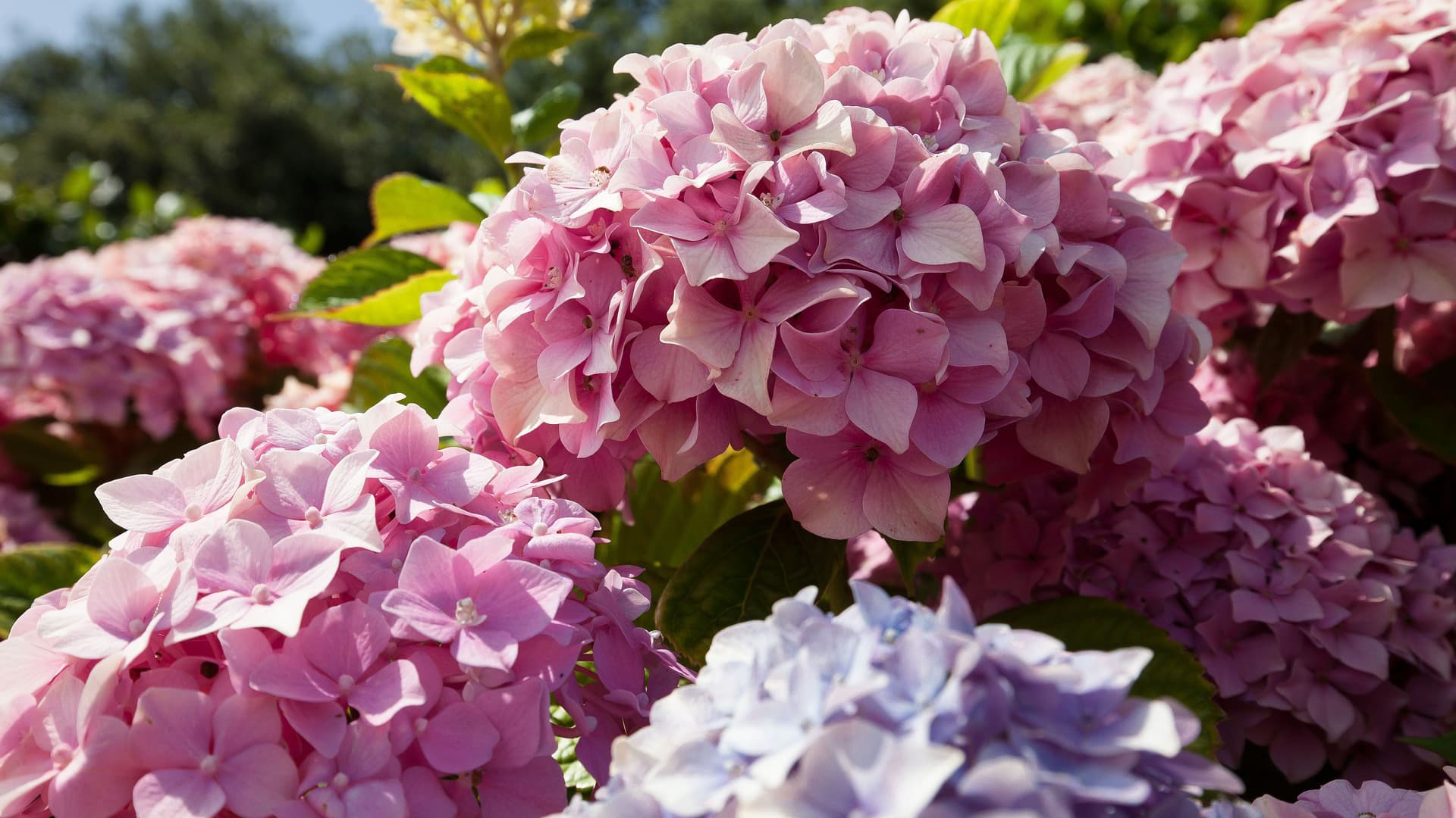 <p data-block-key="0495q">Ruukkuruusut ja hortensiat ovat klassisia valintoja, jotka kukkivat kauniisti sekä sisällä että ulkona. (Kuva: Pixabay)</p>