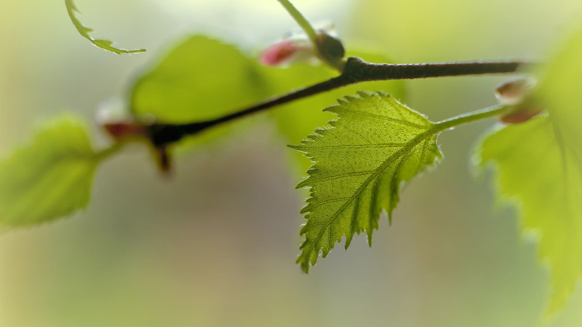 Toukokuun puutarhavinkit – kasvukauden aloitus kotipihassa