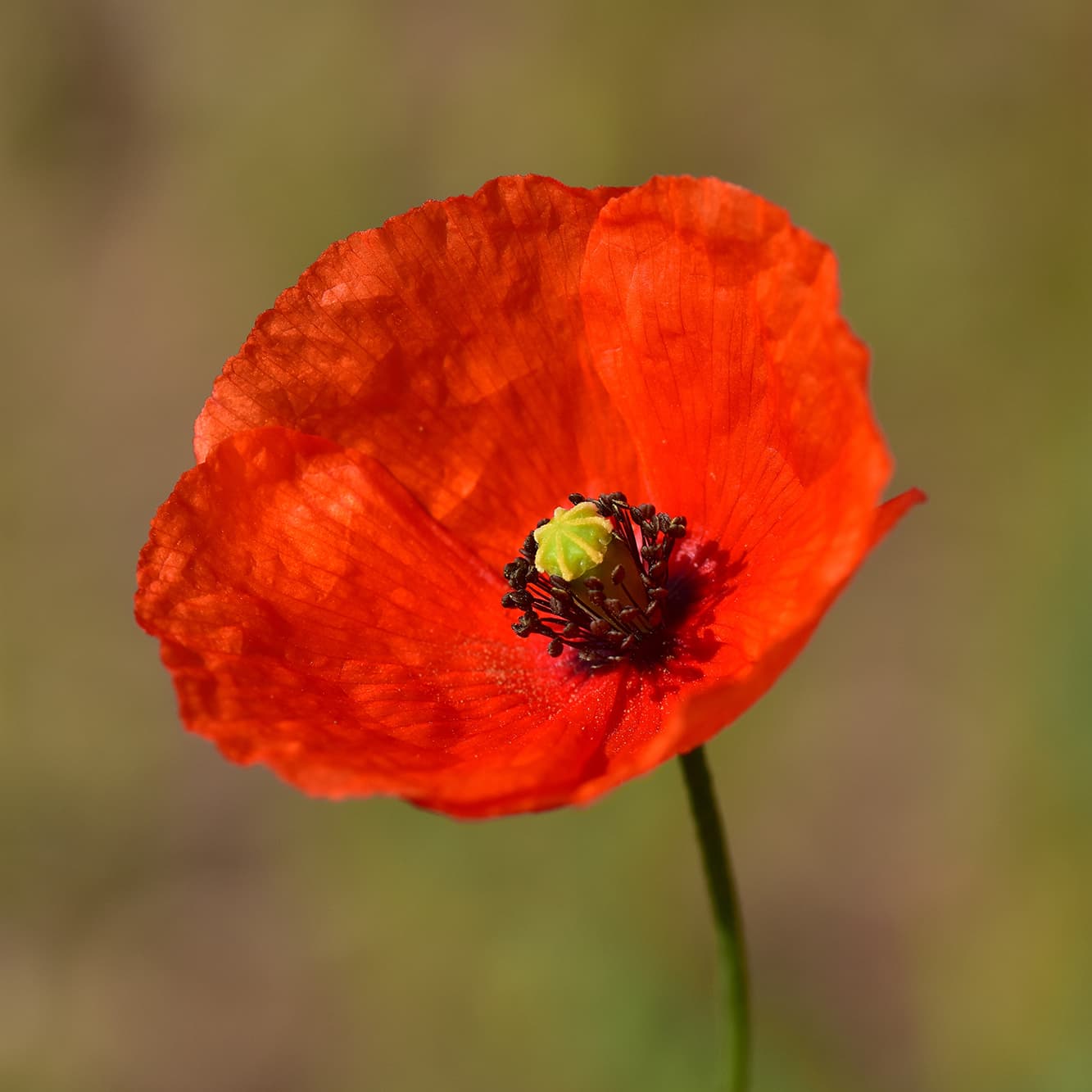 Ruisunikko (Papaver dubium) (Kuva: Shutterstock)