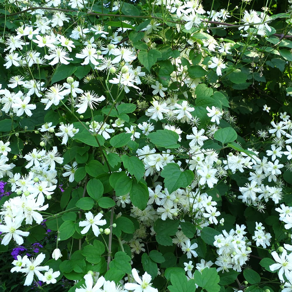 <p data-block-key="nn16e">Clematis &#x27;Paul Farges&#x27; (Kuva: Shutterstock)</p>