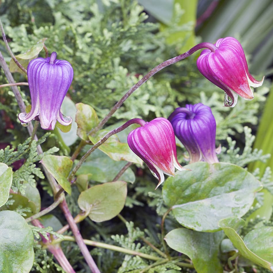 <p data-block-key="yr6yg">Pisarakärhö (Clematis viorna) (Kuva: Shutterstock)</p>