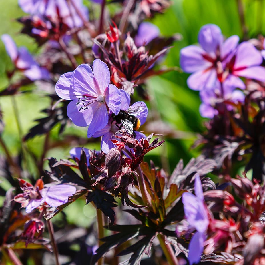 <p data-block-key="4j5rf">Geranium &#x27;Hocus Pocus&#x27; hurmaa tummanvioletilla lehdistöllään ja heleän värisillä kukillaan – näyttävä valinta perennapenkkiin tai reunuskasviksi. (Kuva: Shutterstock)</p>