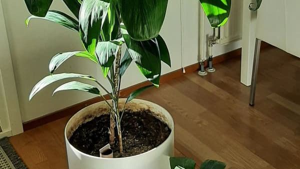 Vanha huonekasvi kaipaa tunnistusta – Asiantuntija vastaa