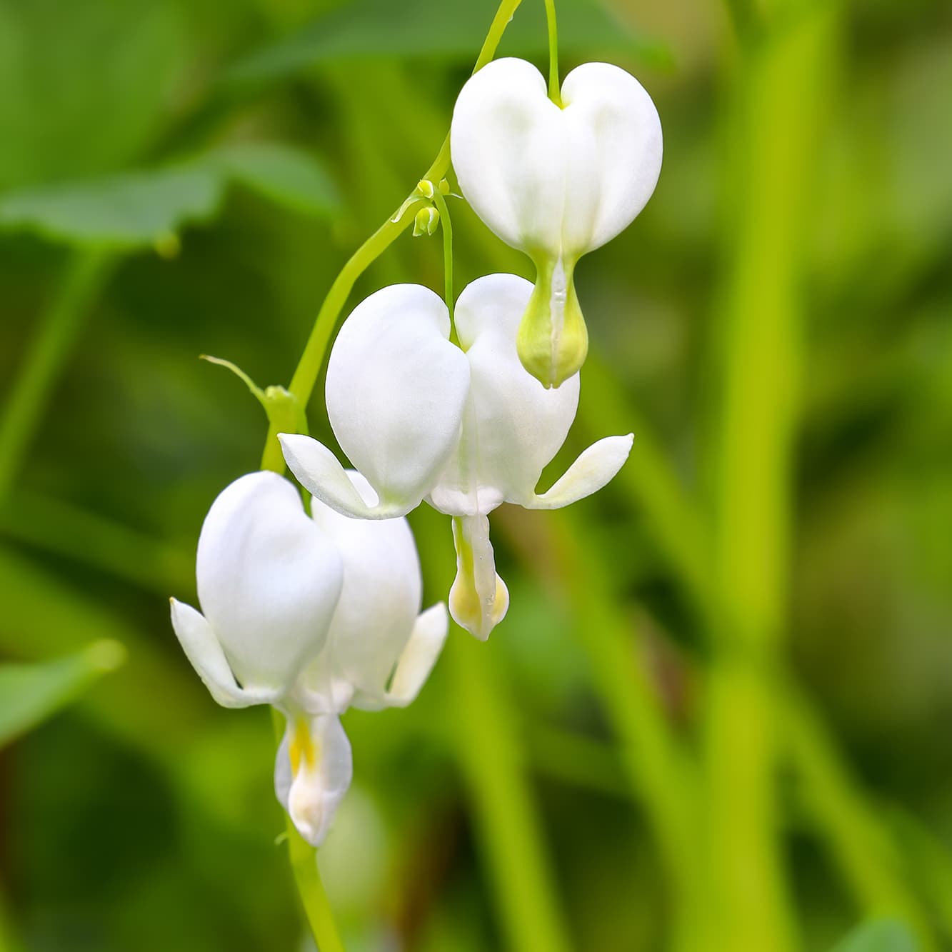 <p data-block-key="5rh6c">Lamprocapnos spectabilis 'Alba' (Kuva: Shutterstock)</p>