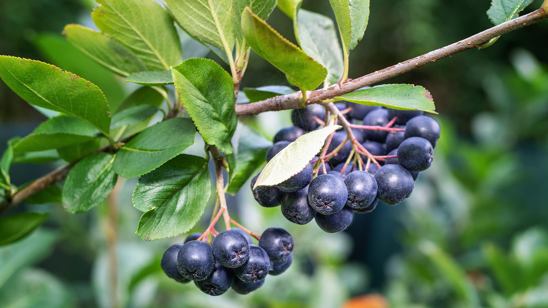 Aronian marjat ovat happamia, mutta erittäin vitamiinipitoisia. (Kuva: Shutterstock)