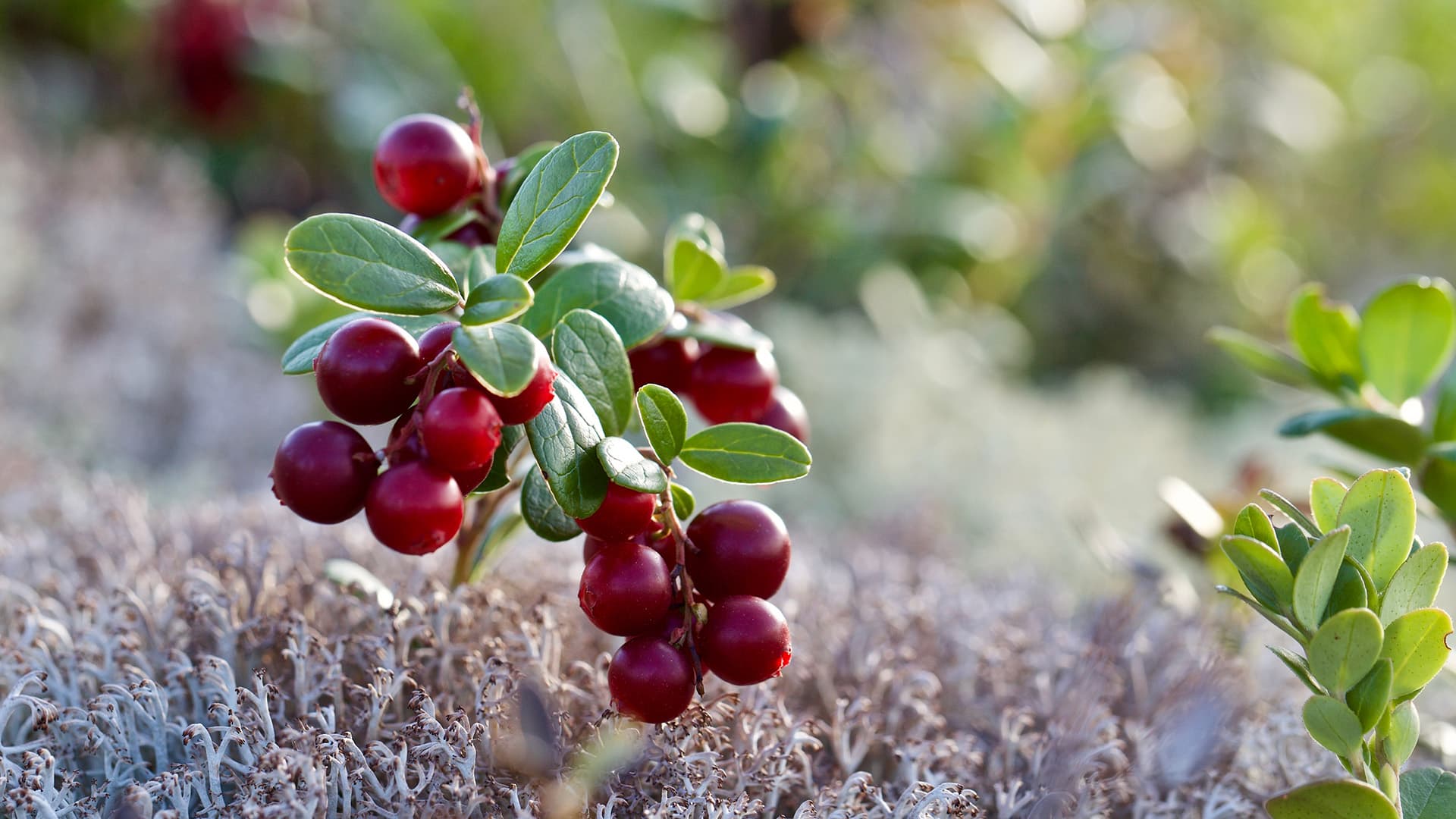 Puolukka (Vaccinium vitis-idaea) – Suomen tärkein luonnonmarja