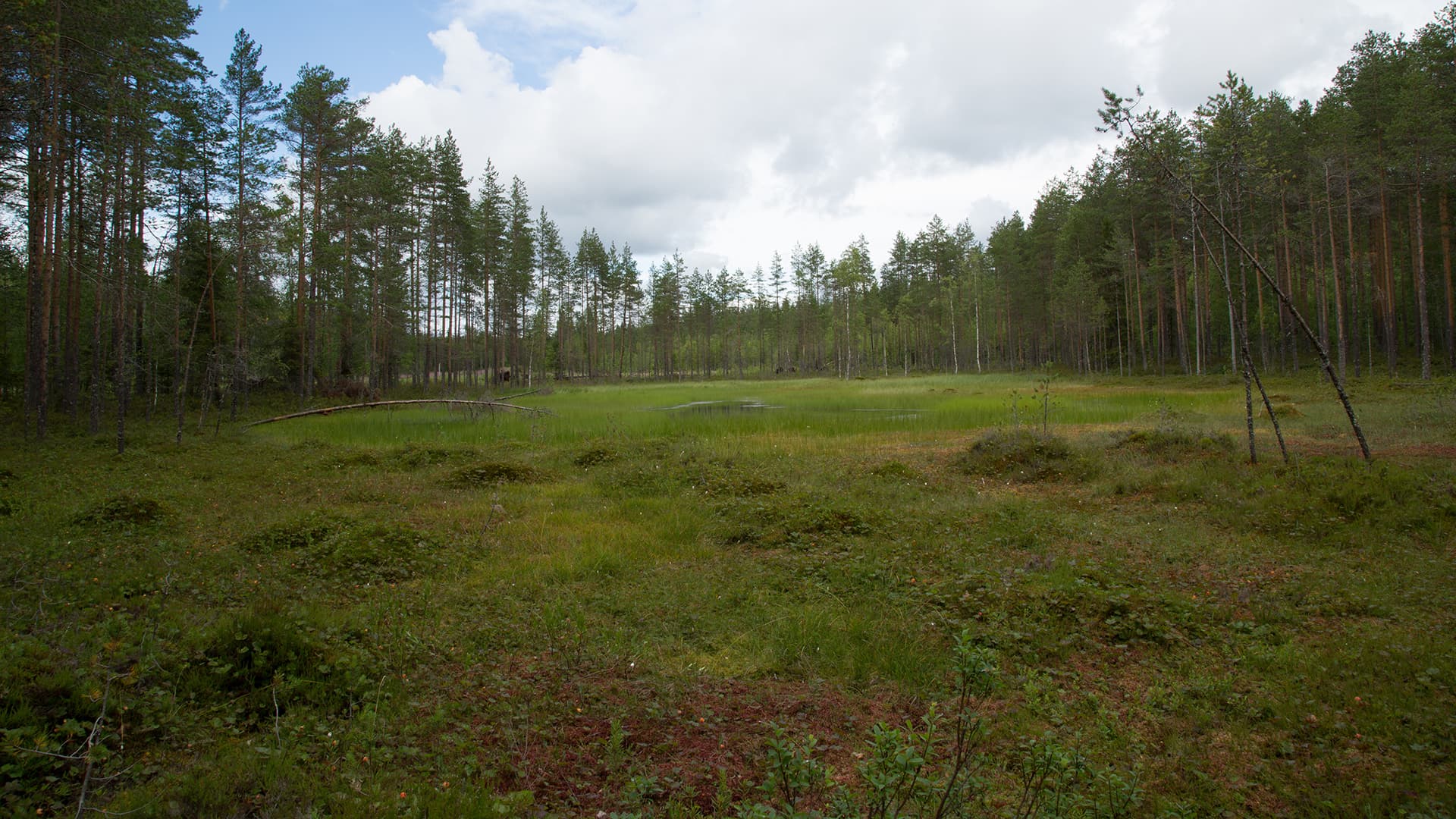 Lakan tyypillinen kasvuympäristö. (Kuva: Adobe Stock)