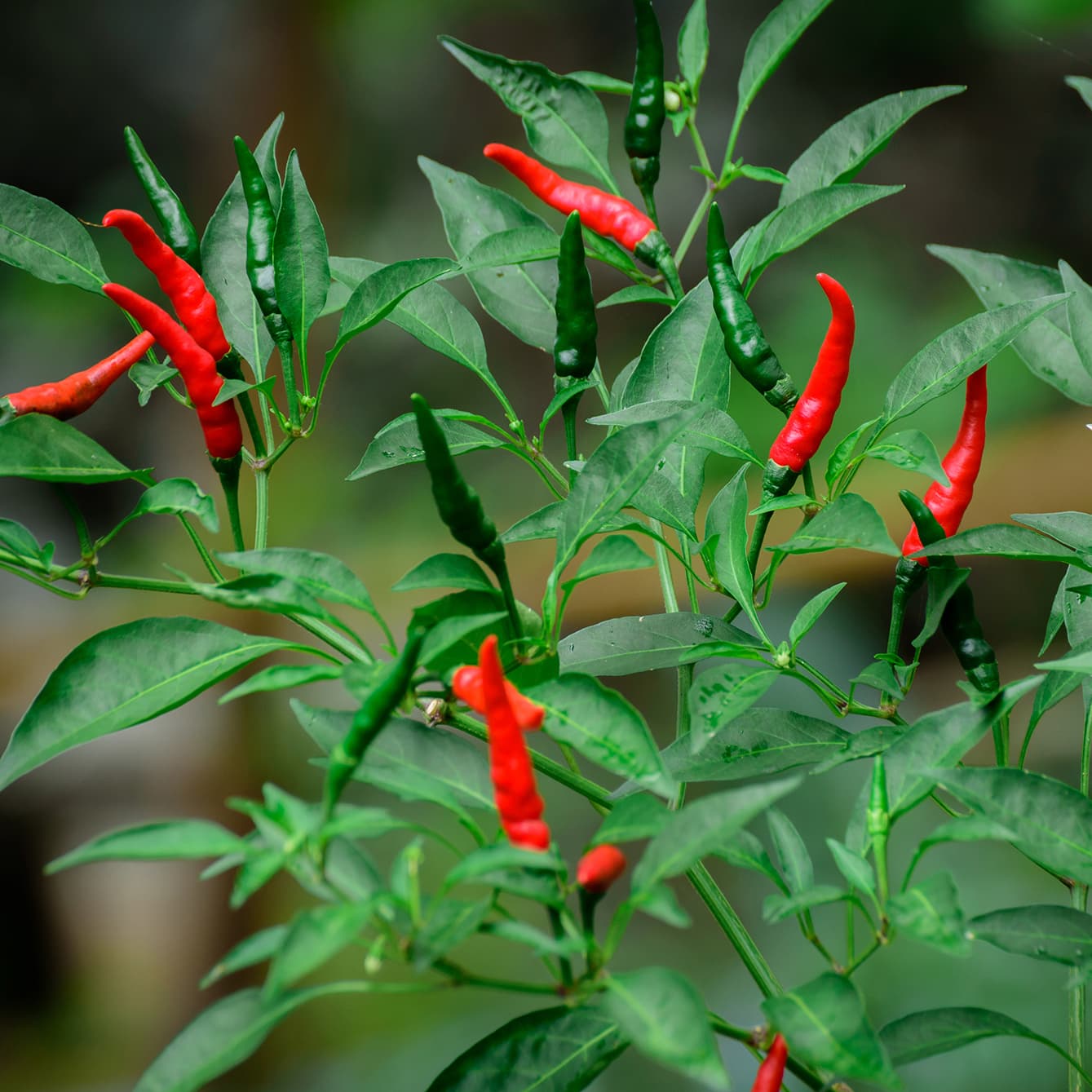 <p data-block-key="13lu8">Nykyään chili on ympäri maailmaa tunnettu ja kasvatettu. Sitä käytetään niin mausteena kuin muutenkin ruuanlaitossa. (Kuva: Adobe Stock)</p>