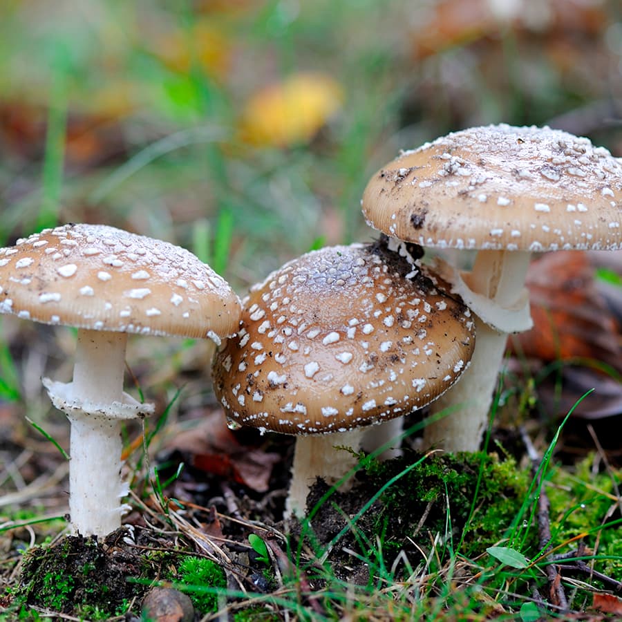 <p data-block-key="upnvk">Pantterikärpässieni (Amanita pantherina) (Kuva: Shutterstock)</p>