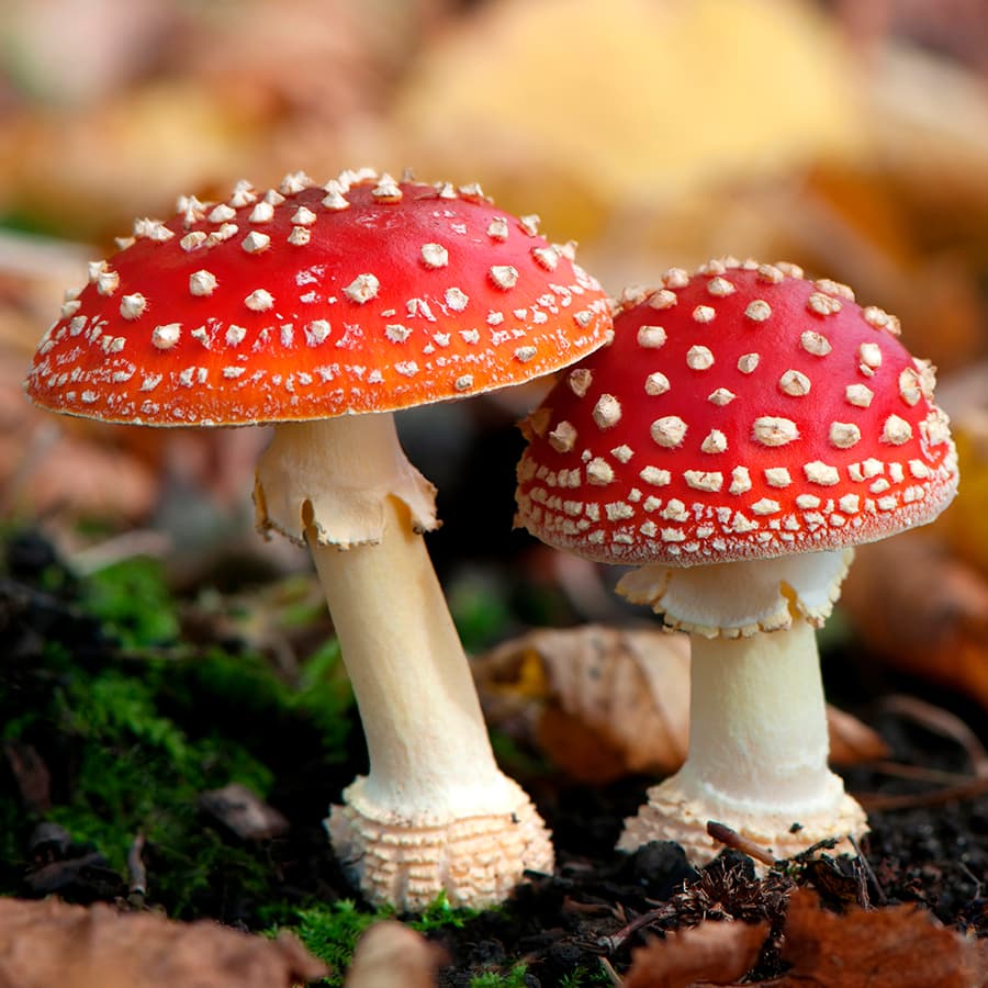 Punakärpässieni (Amanita muscaria). (Kuva: Shutterstock)