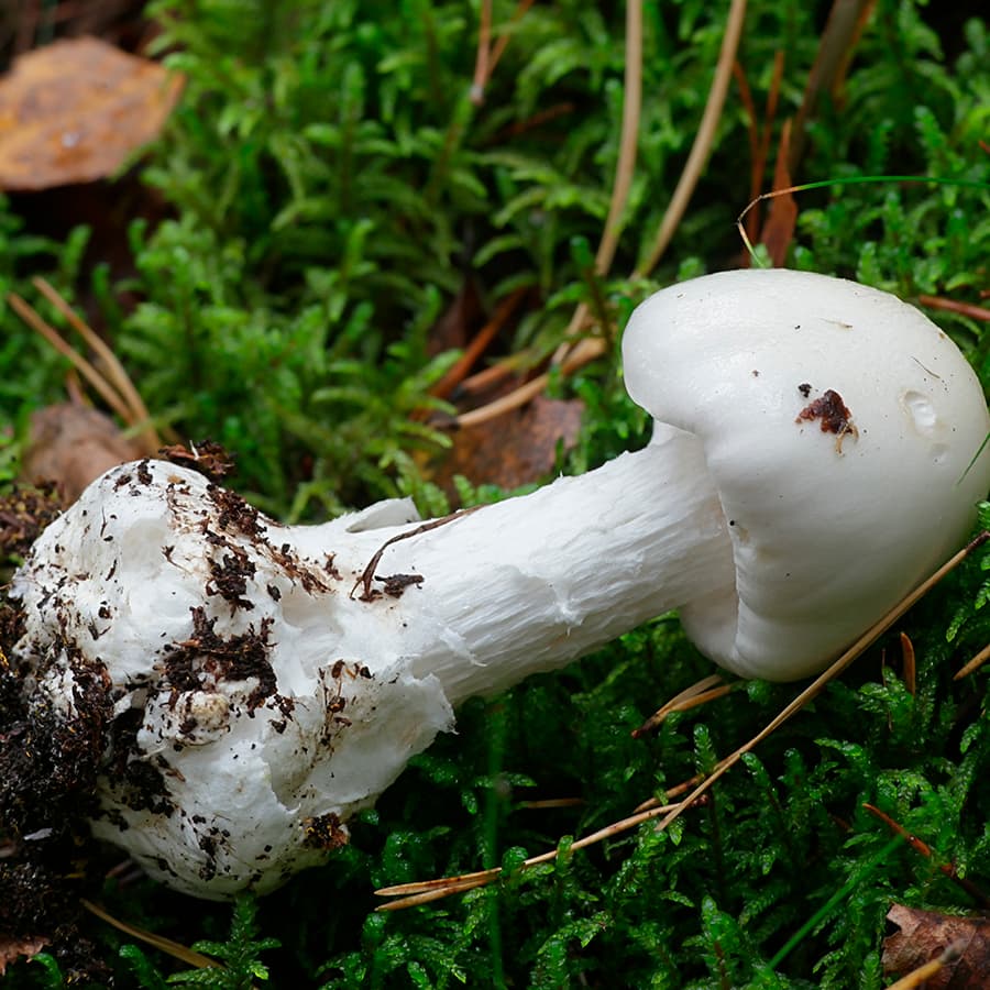 <p data-block-key="p2btu">Valkokärpässieni (Amanita virosa). (Kuva: Shutterstock)</p>