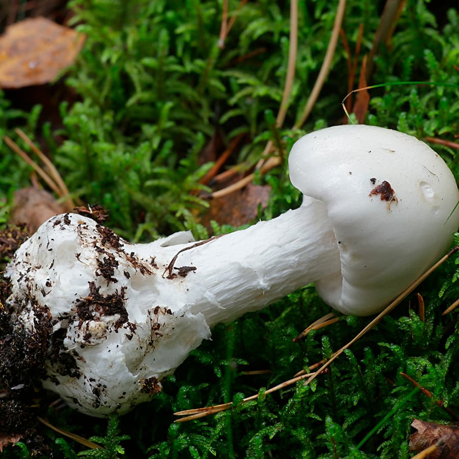 Valkokärpässieni (Amanita virosa). (Kuva: Shutterstock)