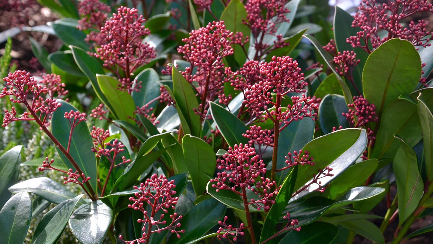 <p data-block-key="gqqid">Skimmia (Kuva: Adobe Stock)</p>