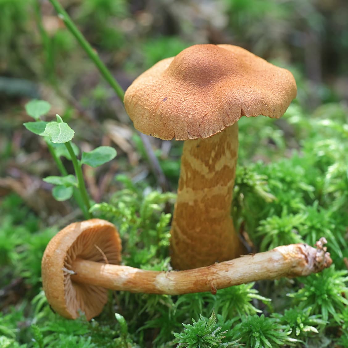 <p data-block-key="2hi17">Suippumyrkkyseitikki (Cortinarius rubellus) (Kuva: Adobe Stock)</p>