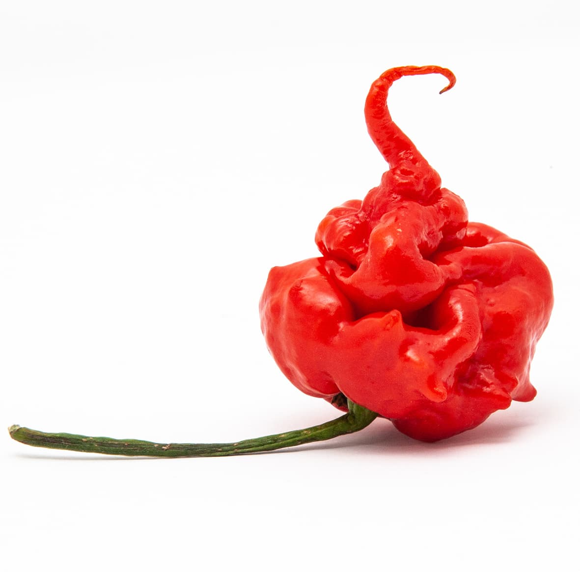 <p data-block-key="ek47t">Carolina Reaper (Kuva: Adobe Stock)</p>