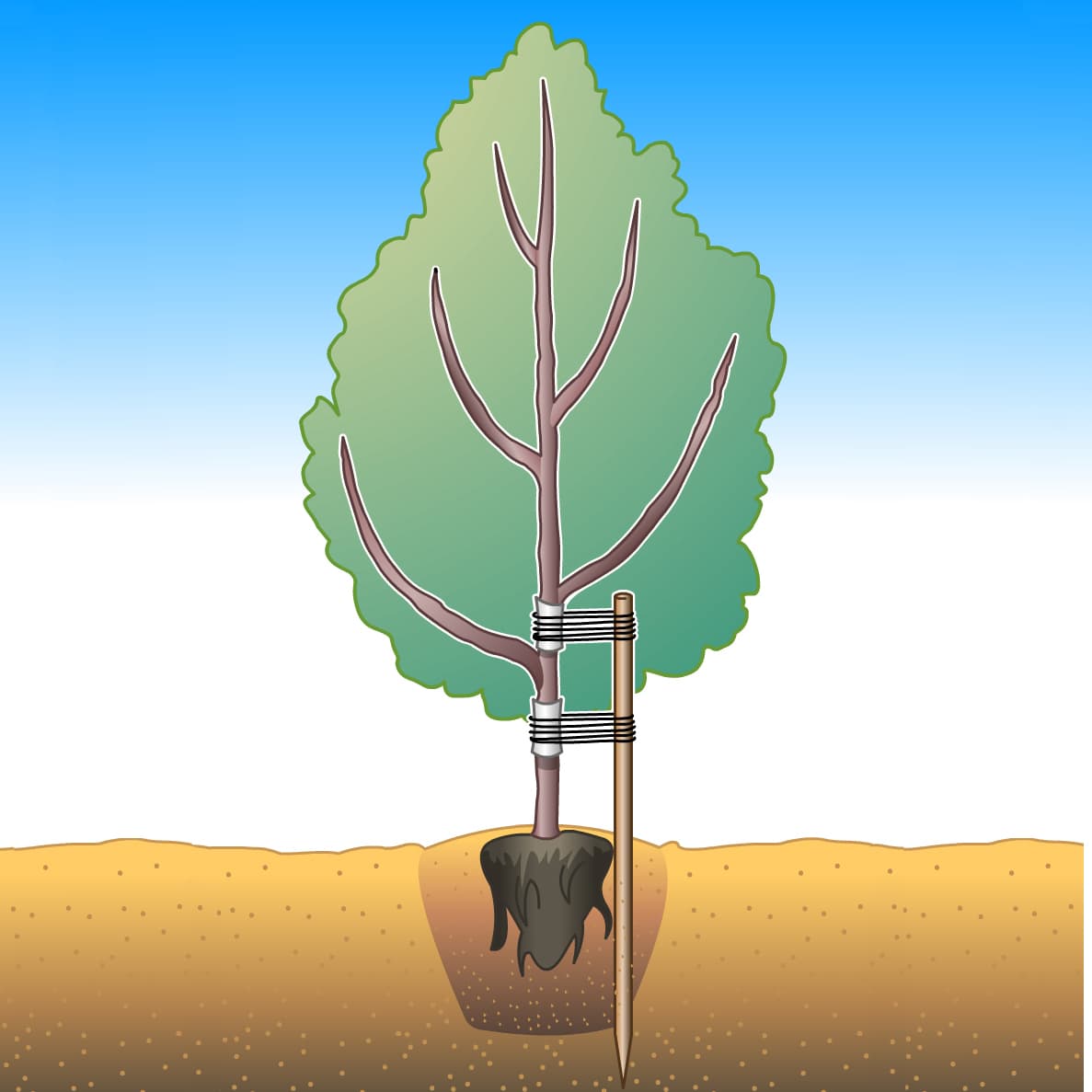 <p data-block-key="ija12">(Kuva: Puutarha.net)</p>