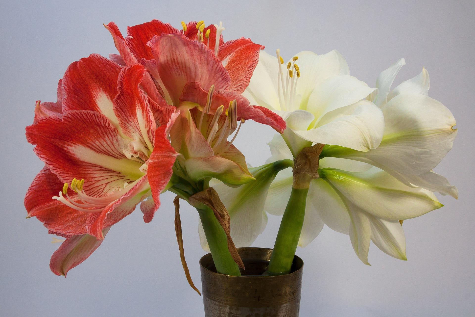 Joulukukista saa myös erinomaisia leikkokukkia. Ritarinkukka eli amaryllis on todella kestävä maljakossa. (Kuva: Pixabay)