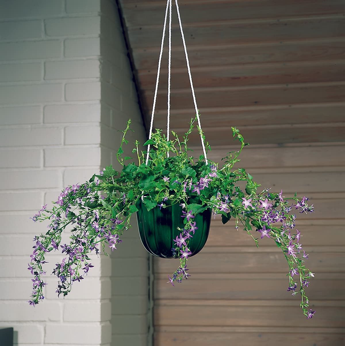 <p data-block-key="9o6qx">Tähtikello (Campanula poscharskyana) (Kuva: Floradania)</p>