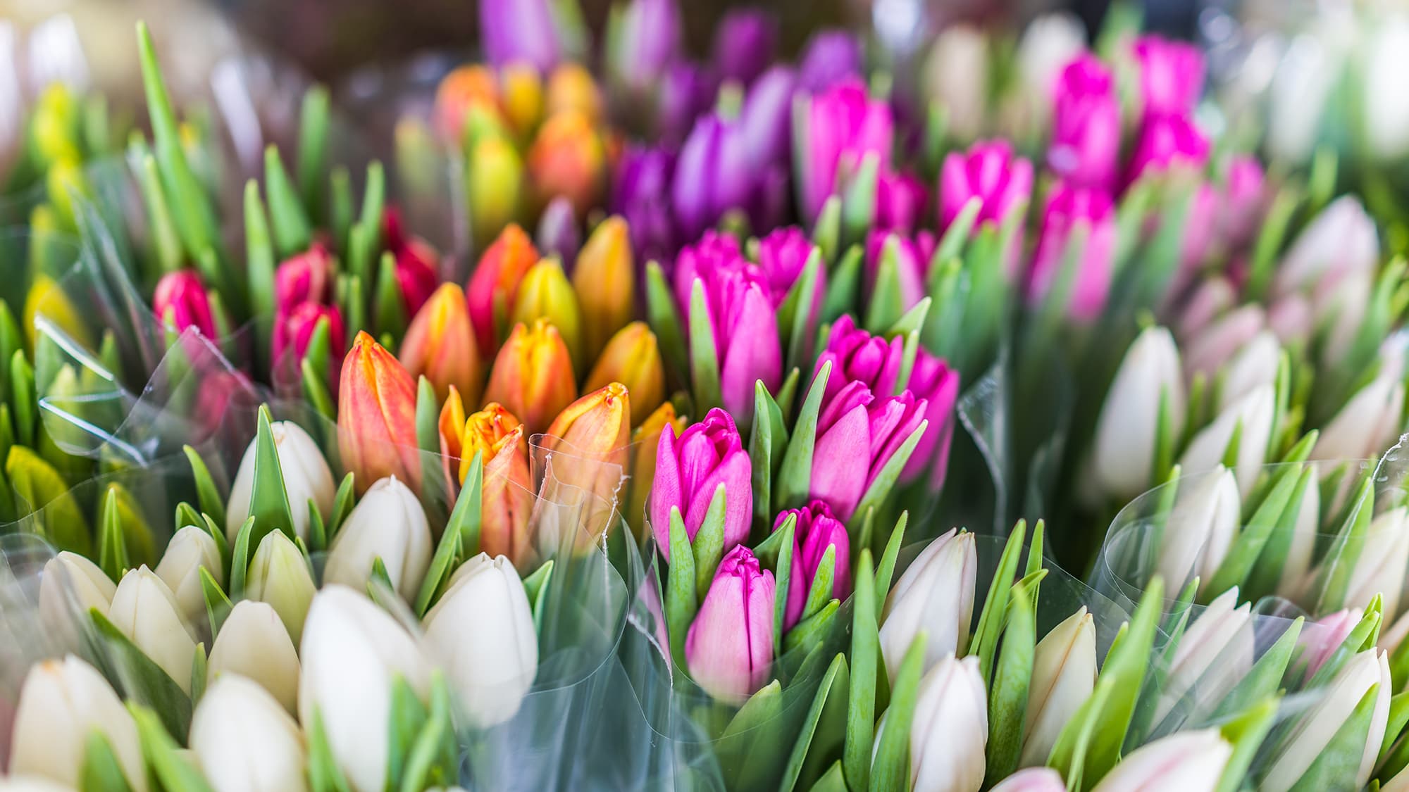 <p data-block-key="p48z3">Kotimaiset tulppaanit kestävät maljakossa viikosta jopa kymmeneen päivään oikein hoidettuna. (Kuva: Adobe Stock)</p>