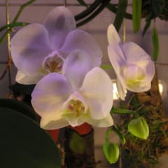 Phalaenopsis aphrodite