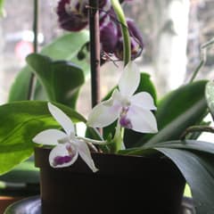 Phalaenopsis fimbriata