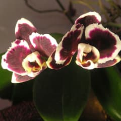 Phalaenopsis-risteymä